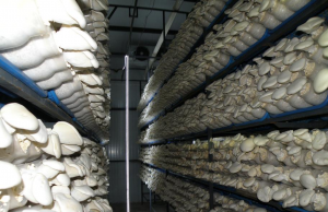 Виды оборудования для выращивания грибов Виды оборудования для выращивания грибов