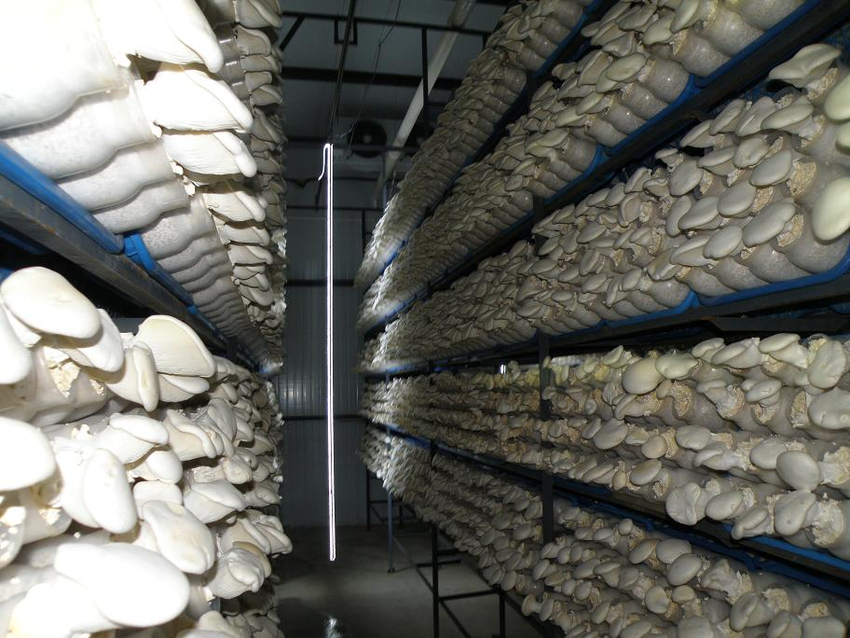 Виды оборудования для выращивания грибов