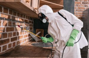 Что такое дератизация помещений