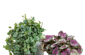 Какой материал выбрать для кашпо