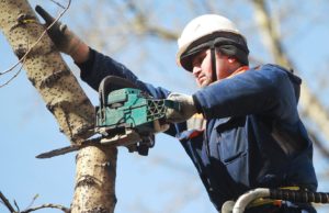 Организация быстрого спила деревьев
