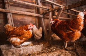 Где приобрести сооружения для домашних животных: ассортимент, особенности курятников и козлятников, требования к конструкциям, плюсы