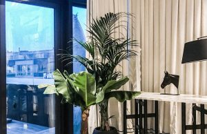 Озеленение офисов и интерьеров: идеи, плюсы и лучшие растения