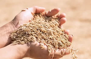 Сушилка периодического действия: эффективность, плюсы, выбор