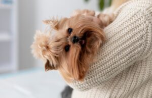 Собака и жара: Как защитить вашего друга от перегрева