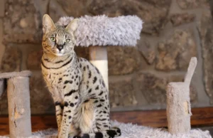 Кошка Ашера: миф или реальность